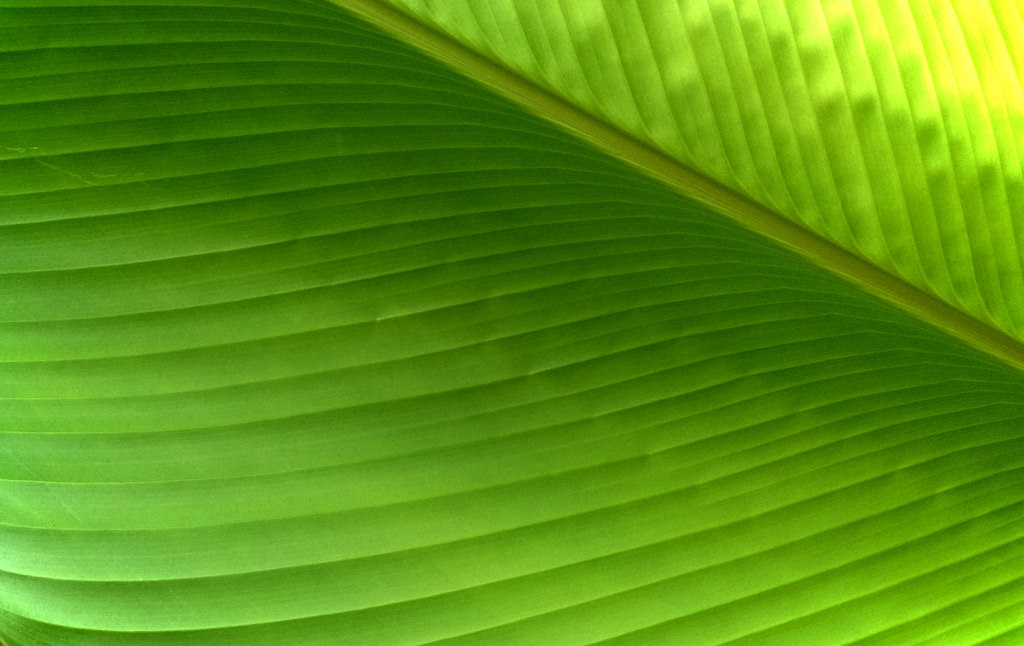 Banana leaf