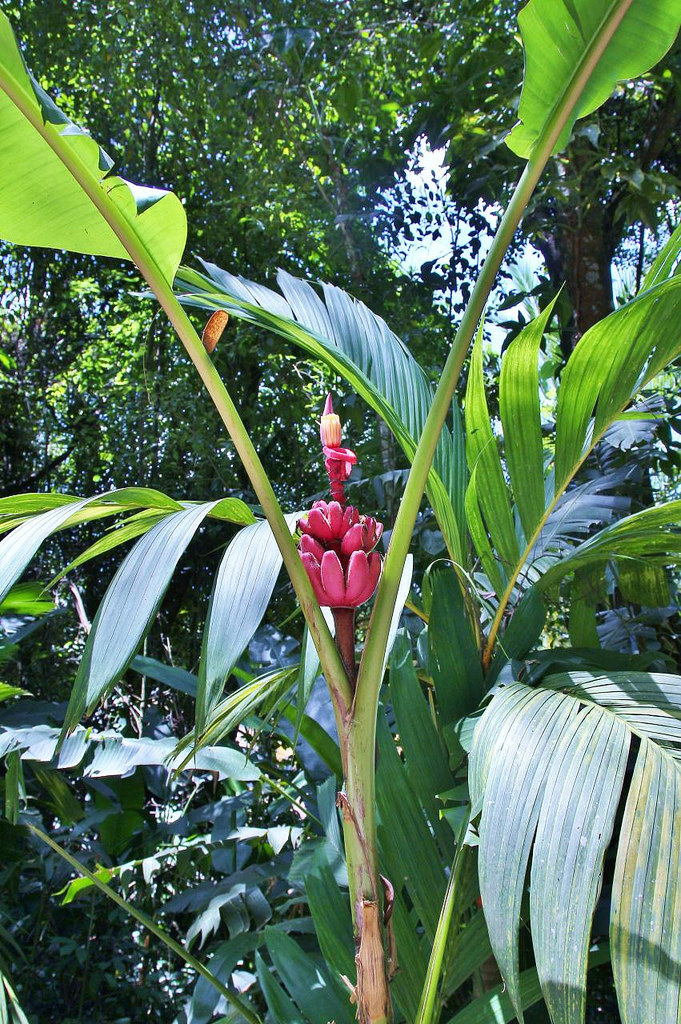 Dwarf Banana Tree Growing Banana Plants as Ornamentals