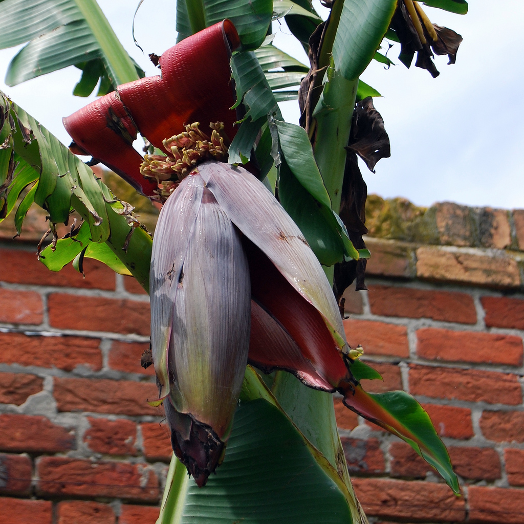 Dwarf banana tree, 'Lady Finger'