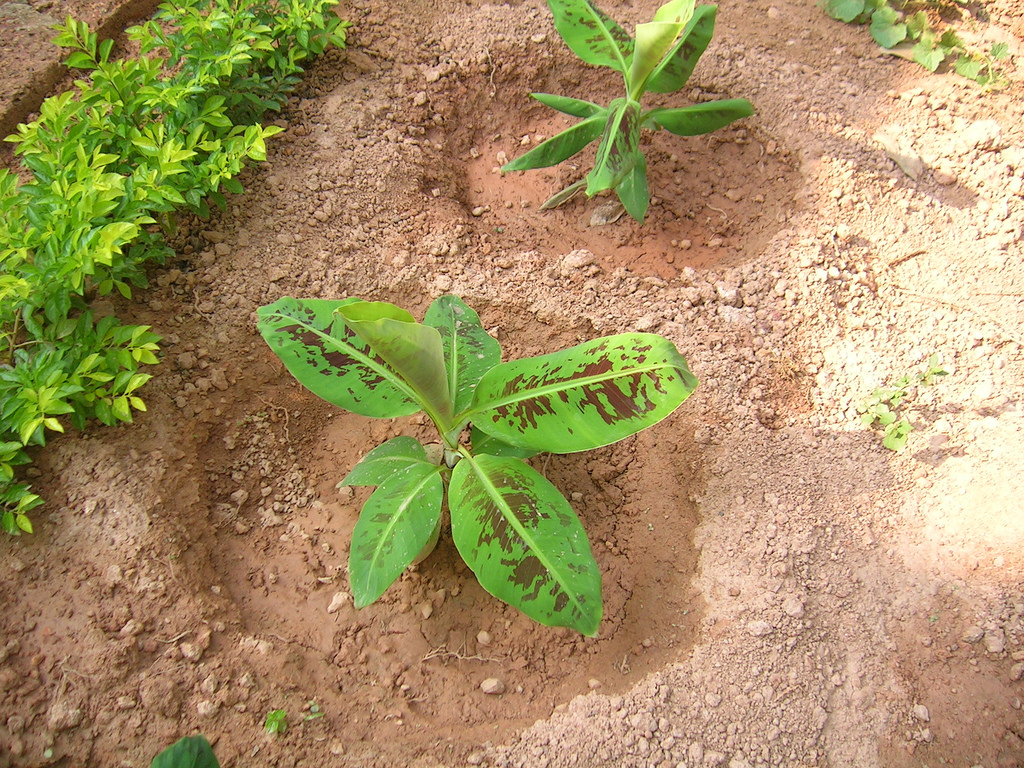 Tissue cultured Dwarf Cavendish Banana