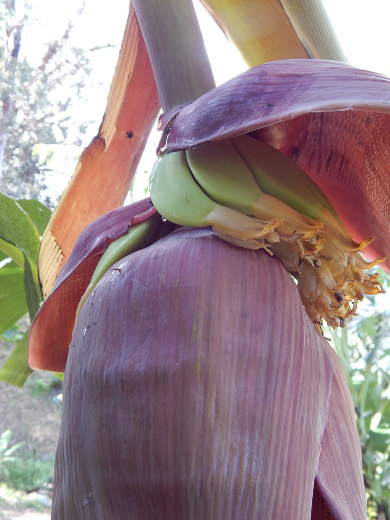 Banana hand above flower
