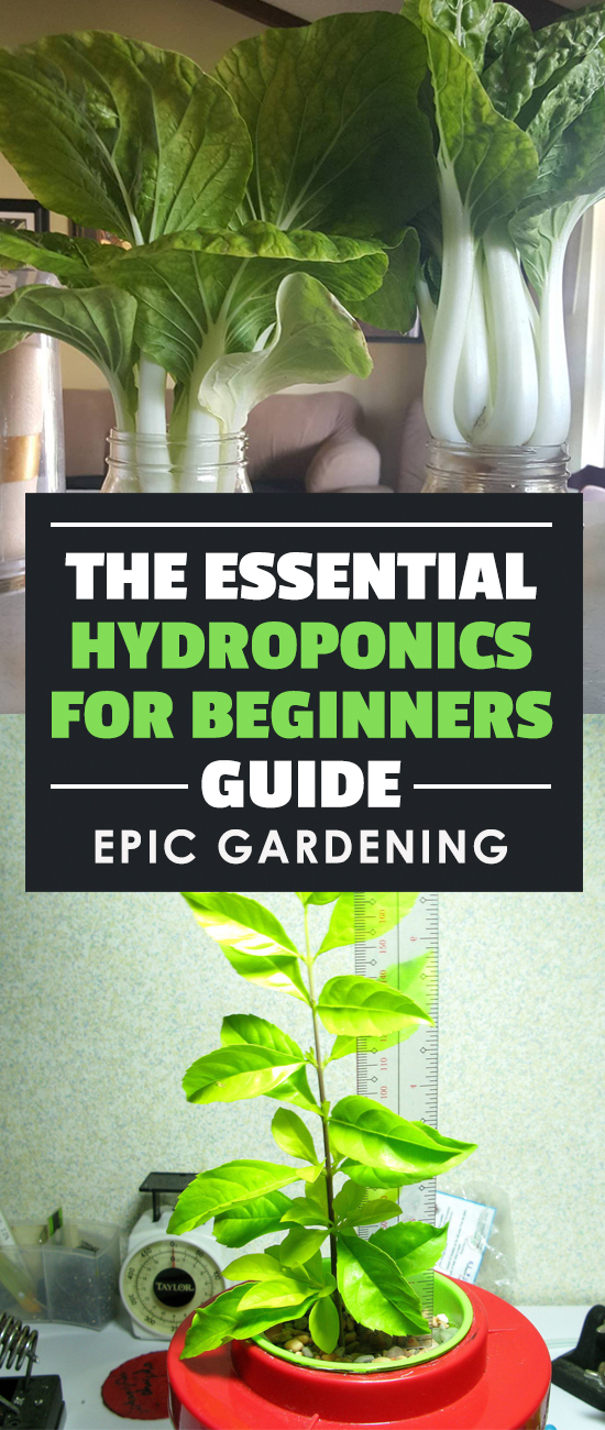 Learn the science behind hydroponics and how to build your own homemade hydroponic systems with household materials!
