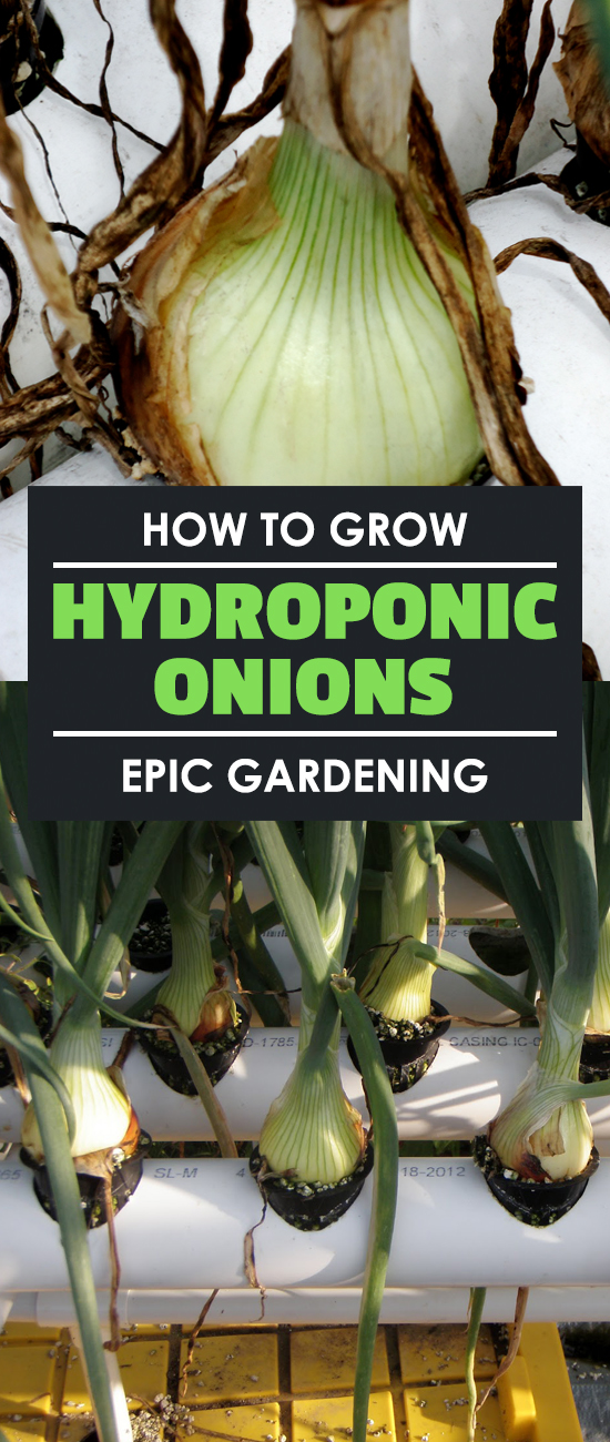 Learn how to grow hydroponic onions in this hydroponic root crop experiment. I break it down and you\'ll be able to follow along as I go!