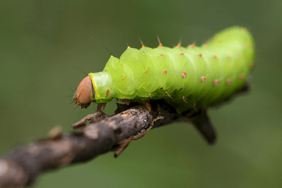 Hydroponic Pests