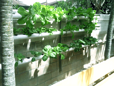 Hydroponics Saves Space