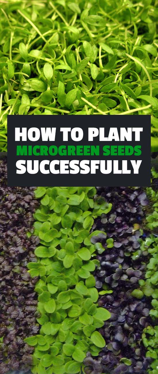 How to Plant Microgreen Seeds Epic Gardening