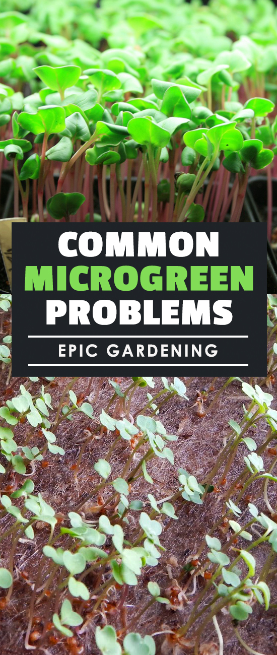 Learn how to solve common microgreen problems in this part of the Epic Gardening Microgreens Growing Guide!