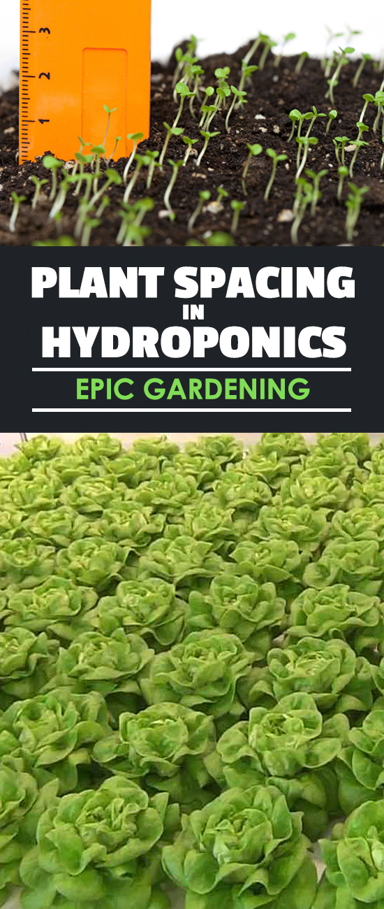 What are the differences in plant spacing in hydroponics vs. soil gardening? A reader recently emailed me this question and I had to write a post!