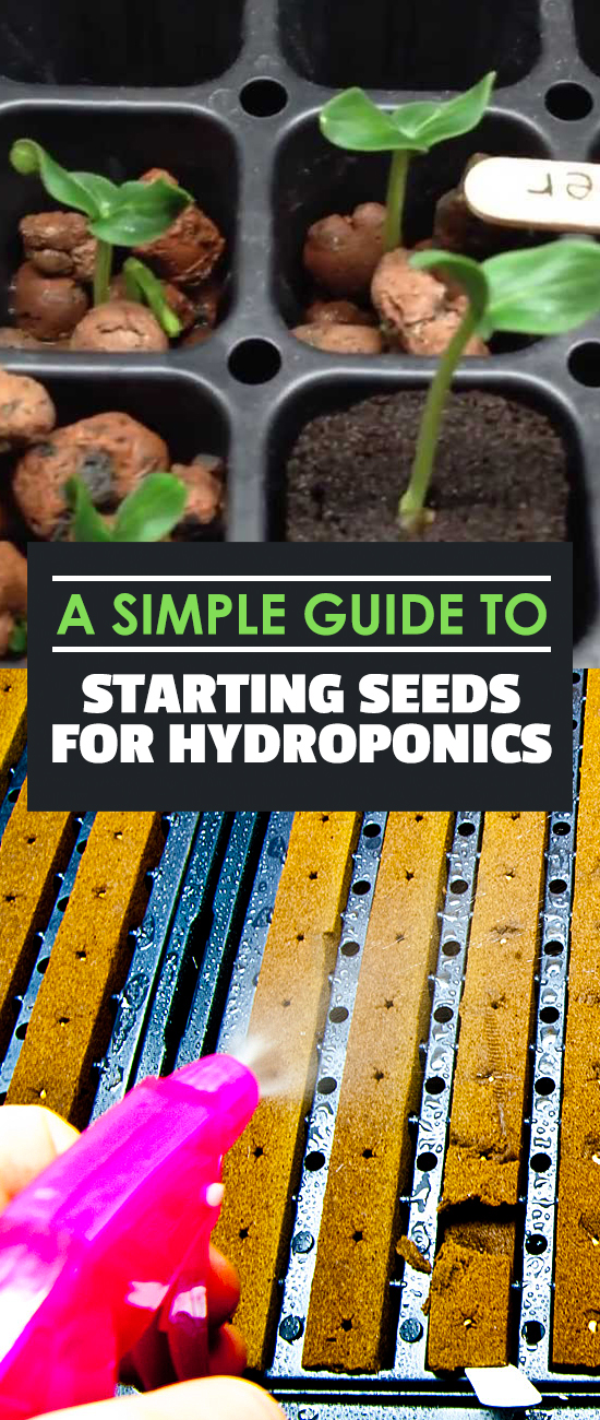 Starting seeds for hydroponics doesn\'t have to be difficult. In fact, it\'s really easy! Learn how to do it in 10 minutes with this Epic Gardening tutorial!