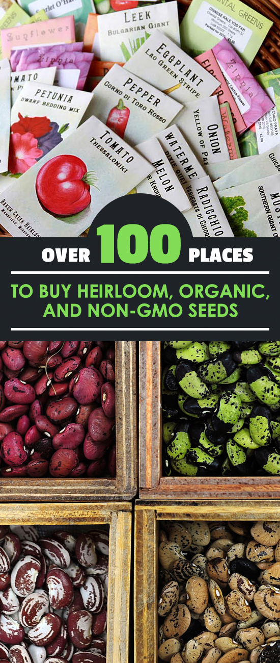 It's hard to know if you're buying non-gmo seeds, organic seeds, heirloom seeds, or a mix! Here's a list of 100+ reputable suppliers from around the USA.