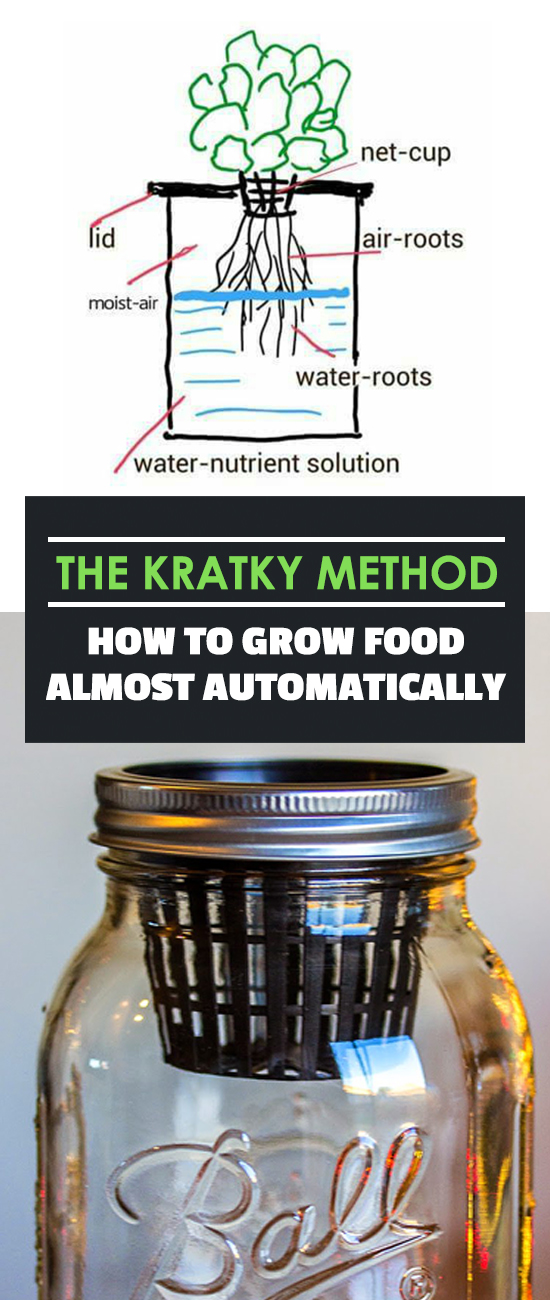 The Kratky Method is the simplest, most hands-off method for growing plants that I've ever seen - it's great for beginners and veteran gardeners alike.