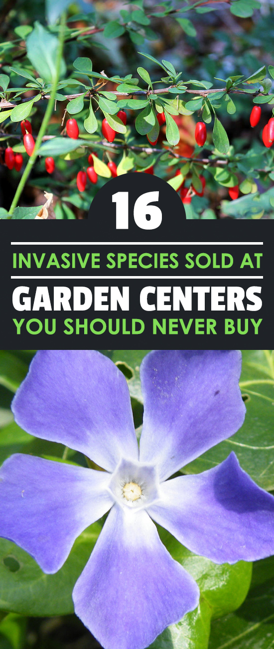 These 16 invasive species of plants are commonly sold at garden centers - beware of them and DO NOT buy them from your garden store!