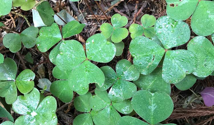 Redwood Sorrel