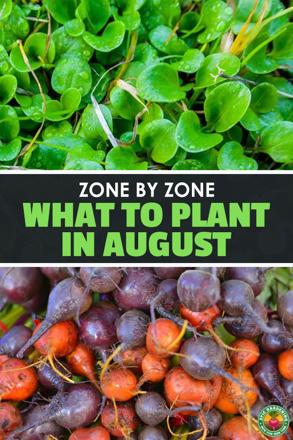 Get a head start on your fall garden by learning what to plant in august for your particular USDA Hardiness Zone.