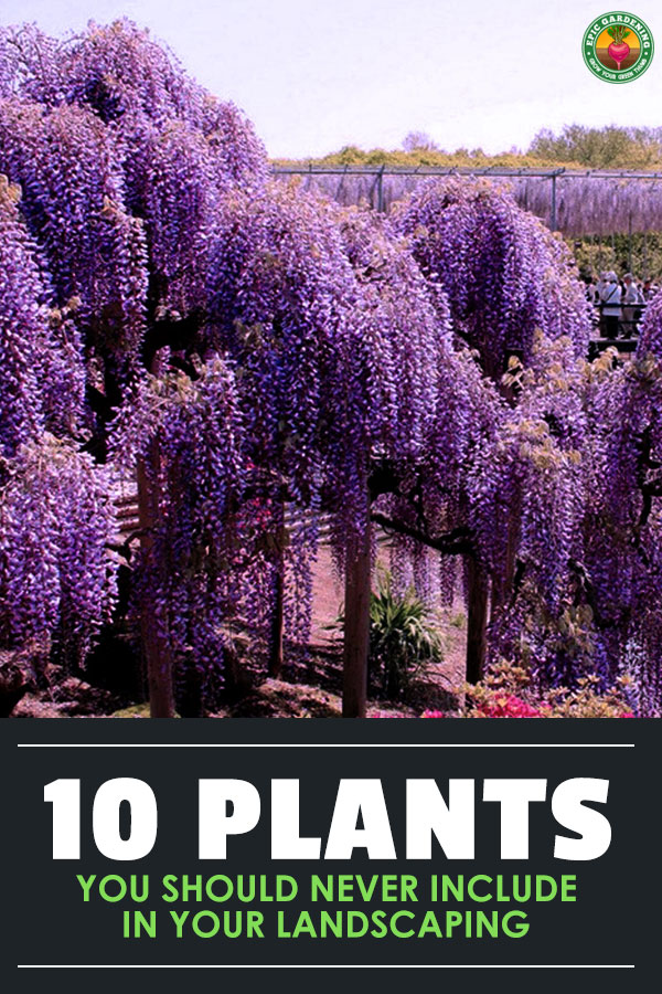 Landscaping can involve much trial and error, but some plants are just born bad. Some of the most common landscaping features are also invasive species.