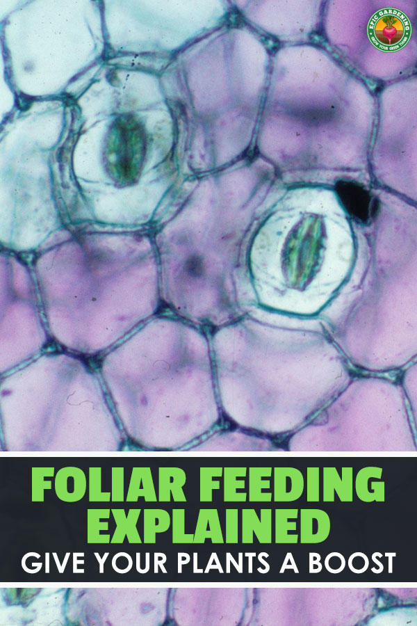 Foliar feeding and fertilization is an often-overlooked technique to improve your yield and troubleshoot pesky plant nutrition problems.