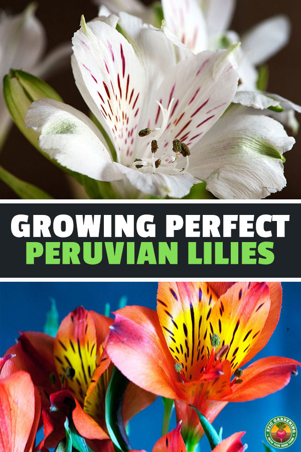 The alstroemeria, also known as Peruvian lily, is an odd plant that produces some of the most beautiful cut flowers you\'ll ever grow. Learn to grow here.