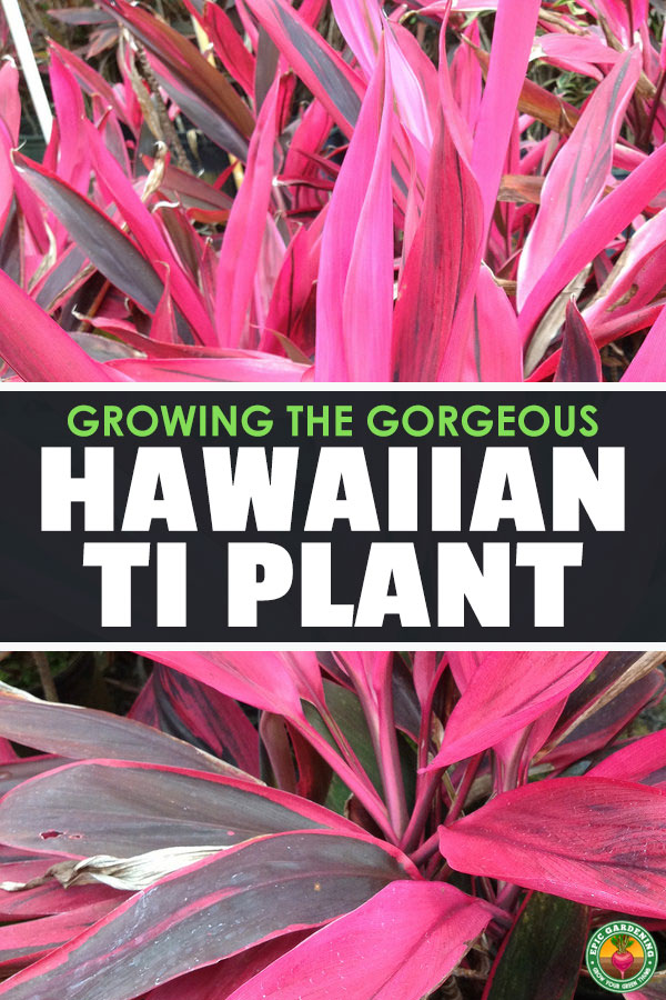 The Ti Plant is a wonderful Hawaii-native houseplant that's easy to care for an absolutely beautiful. Learn how to care for it in our in-depth guide.