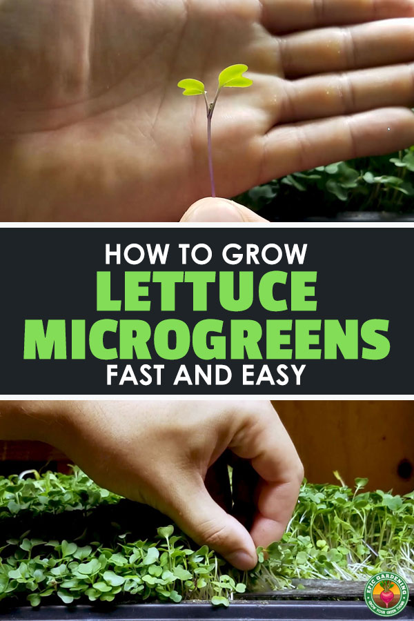 Salad mix microgreens are some of the easiest veggies you can grow. Best of all, they don't require special equipment or space!