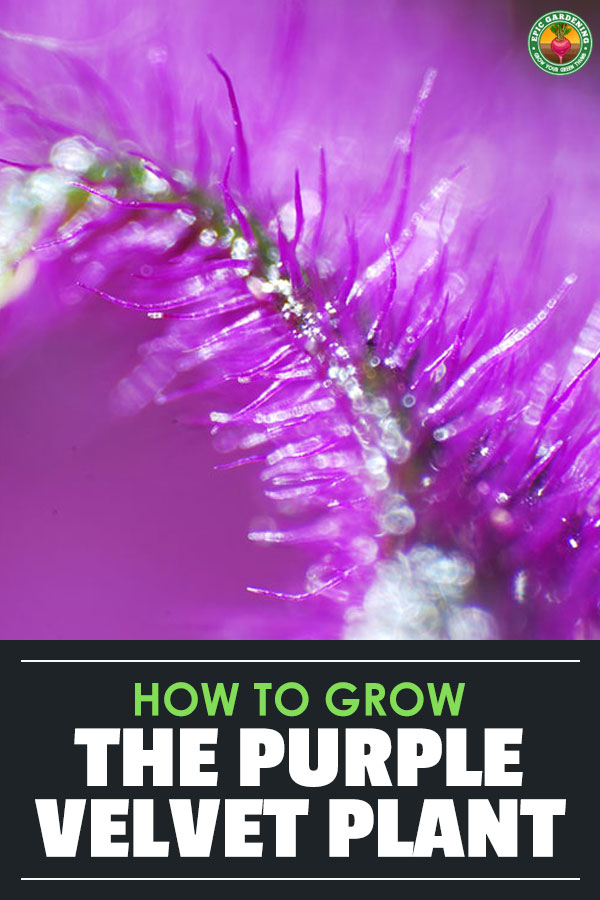 Gynura aurantiaca, also known as the purple velvet plant, is one of the oddest houseplants you can grow. Learn how to care for it in our in-depth guide.