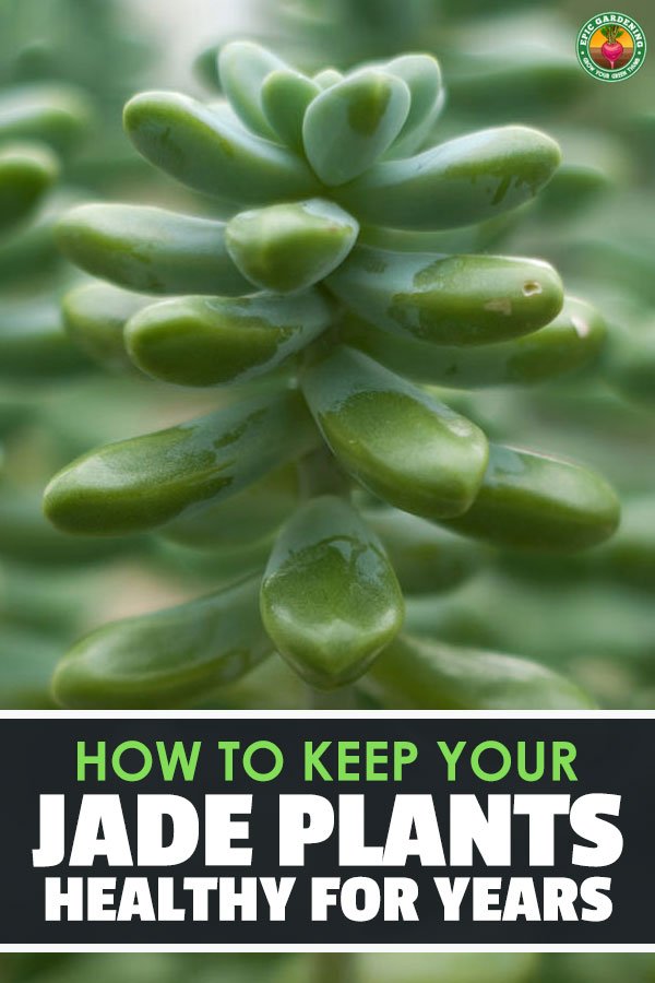 Jade plants are beautiful and easy to care for, making them a great houseplant for beginner and expert gardeners alike. Learn exactly how to grow them here.