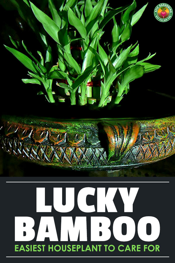 Lucky Bamboo has been a symbol of good fortune for over 4,000 years. Also known as Dracaena sanderiana, it will thrive in almost any area of the home.
