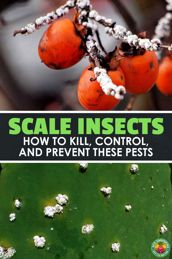 Are your plants yellowing or losing leaves? Do you have sooty mold growing on them? You may have scale insects. Learn how to wipe them out with our pest guide!