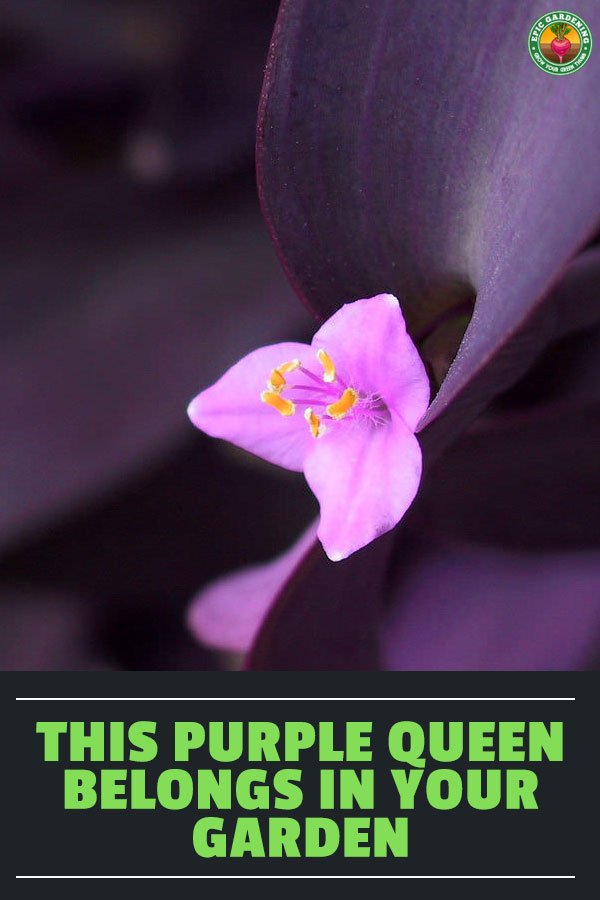 Tradescantia pallida, or the purple heart plant, is a lovely garden addition. We'll share our top tips for growing this plant with you!
