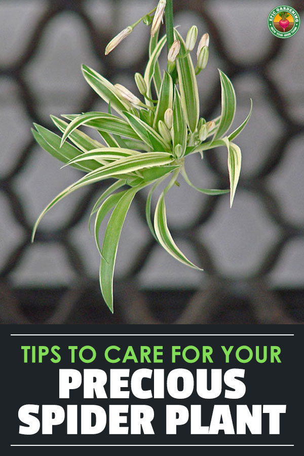 Learn exactly how to care for the spider plant, one of the easiest and most forgiving houseplants to grow.