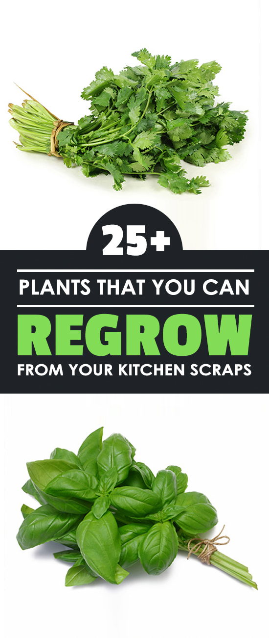 25+ Plants That You Can Regrow From Your Kitchen Scraps
