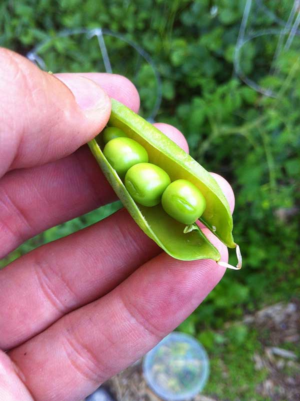 English shelling peas