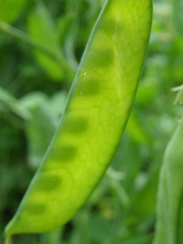 Snow peas