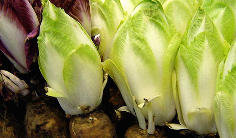 Endives