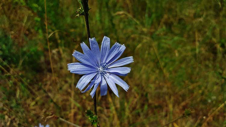 Chicory
