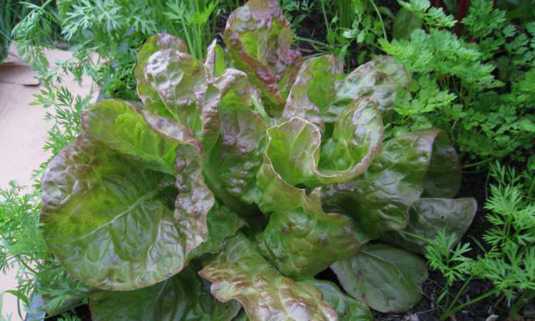 Four Seasons lettuce