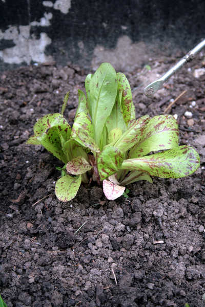 Freckles lettuce
