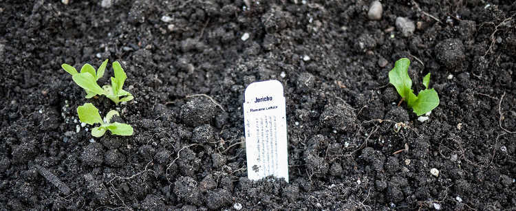 Jericho lettuce seedlings