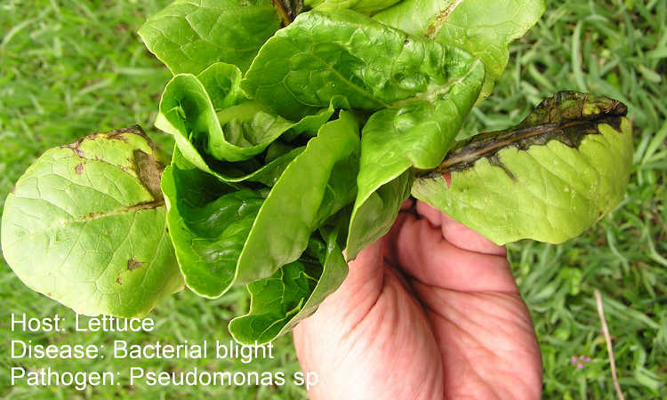 Lettuce bacterial blight