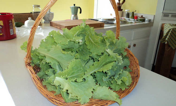 Lettuce leaf harvest