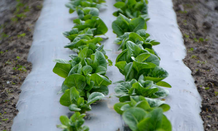 Little Gem lettuce rows