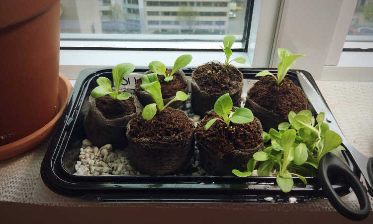 Little Gem lettuce seedlings