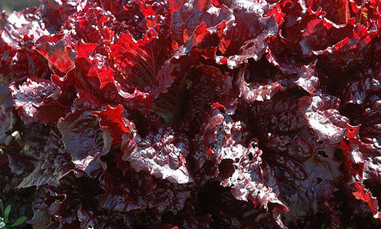 Merlot lettuce