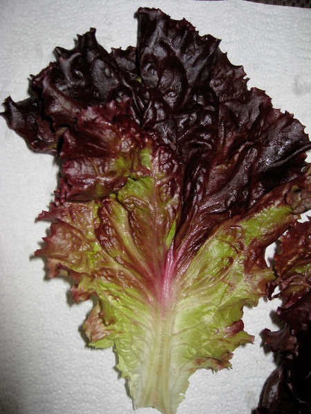 Merlot lettuce leaf