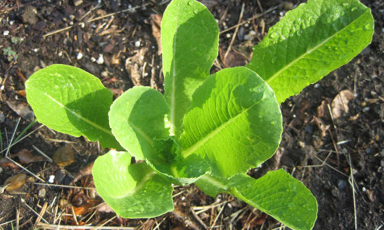 Parris Island Cos lettuce