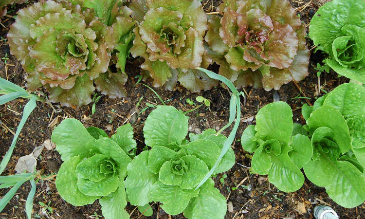 Red Iceberg and romaine lettuce