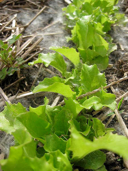 Rouge Grenobloise lettuce