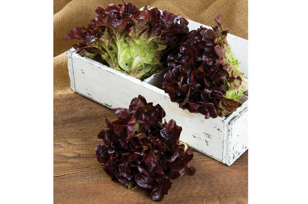 Rouxai lettuce