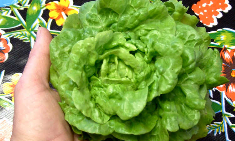 Tom Thumb lettuce in hand