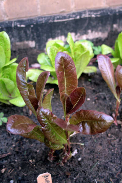 Rouge d'Hiver lettuce plot