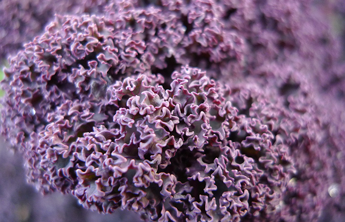 How to grow kale